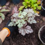 Fall Planting Guide: What Grows Best in Spring Valley’s Climate