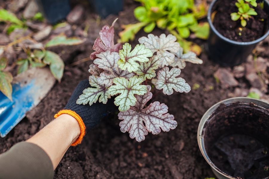Fall Planting Guide: What Grows Best in Spring Valley’s Climate